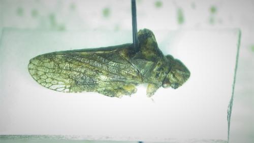Ledra aurita